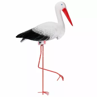 Bocian duży stojący