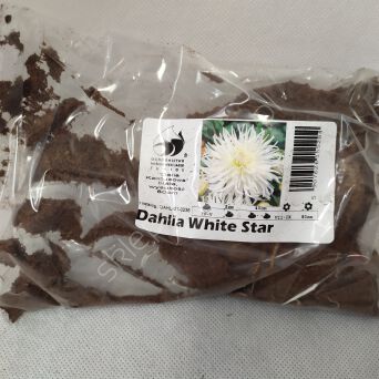 Dalia zestaw 275 Star White W