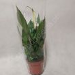 Spathiphyllum   9/30 
