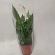 Spathiphyllum   9/30 