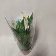 Spathiphyllum   9/30 