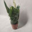 Spathiphyllum   9/30 