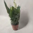 Spathiphyllum   9/30 