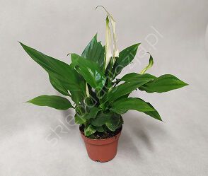 Spathiphyllum   9/30 
