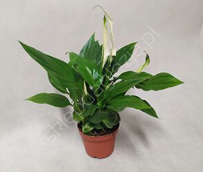 Spathiphyllum   9/30