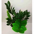 Zamiaculcas 17/70 