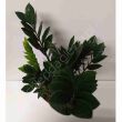Zamiaculcas 17/70 