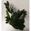 Zamiaculcas 17/70 