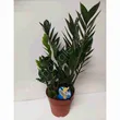 Zamiaculcas 17/70 