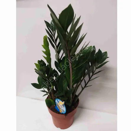 Zamiaculcas 17/70 
