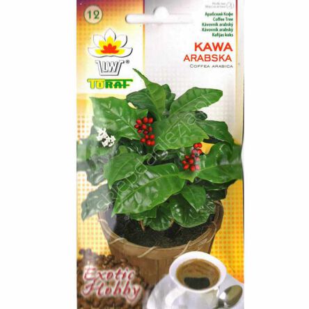 Kawa arabska 6szt Toraf 