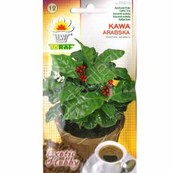 Kawa arabska 6szt T 