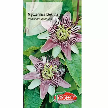 Meczennica błek.-niebieskie 0,2g Passiflora  To