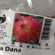Dalia zestaw 260 Dana 