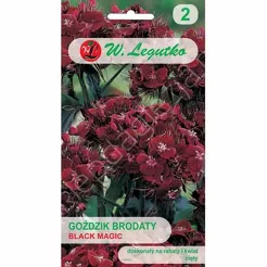 Goździk brodaty Black Magic kwiat pojed.0,5g L cimnopurpurowy