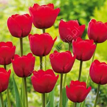 Tulipan Ile De France 12-14 5szt DCO
