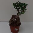 Ficus Ginseng 12/30 