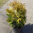  Thuja occidentalis 'Yellow Ribbon'