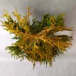 Żywotnik zachodni 'Yellow Ribbon' B C2 - 4