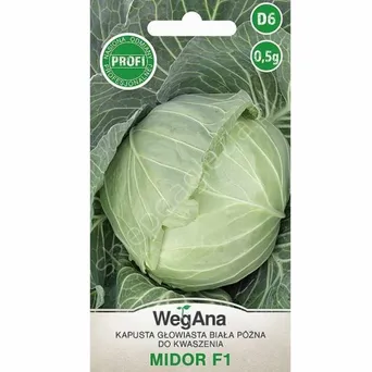 Kapusta biała Midor mieszaniec F1 0,5g W