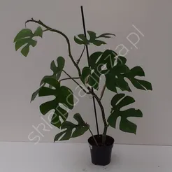 Monstera Deliciosa 14/45 