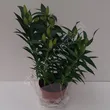 Lilia 19/60