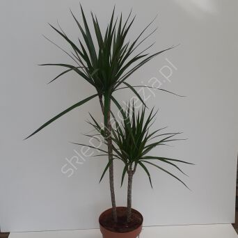 Dracena 21/95