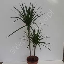 Dracena 21/120