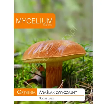 Grzybnia - Maślak zwyczajny 10g