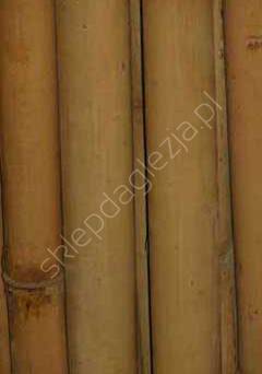Tyczka bambus 0,90m 8/10mm