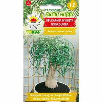 Beukarnea wygięta 10szt T