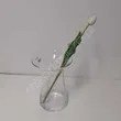 Tulipan pojedyńczy guma