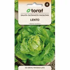 Sałata masłowa Lento 1g T