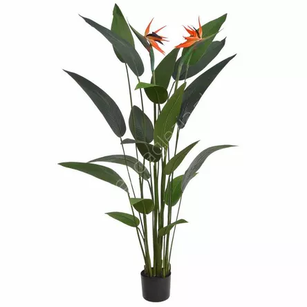 Strelicja w doniczce 150cm