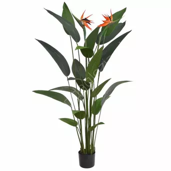 Strelicja w doniczce 150cm