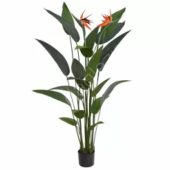 Strelicja w doniczce 150cm