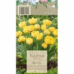 Tulipan Exotic Sun 11-12 5szt DCO