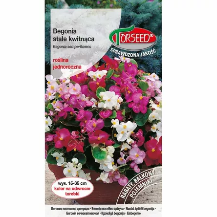 Begonia stale kwitnąca biała 0,02g Torseed