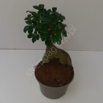 Ficus Ginseng 12/20