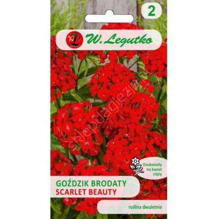 Goździk brodaty Scarlet Beauty szkarłatny 0,5g L