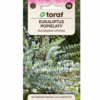 Eukaliptus popielaty 20szt T 