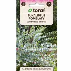 Eukaliptus popielaty 20szt T 