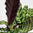 Calathea 12/40  