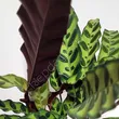 Calathea 12/40  