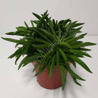 Peperomia Rocca Scuro 7/10