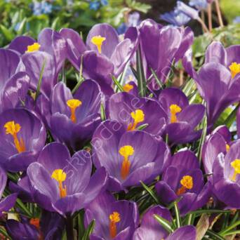 Krokus Flower Record 8-9 10szt DCO