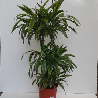 Dracena 27/130, 24/110