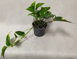 Scindapsus variegated 15 