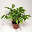 Calathea 17/65 