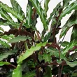 Calathea 17/65 